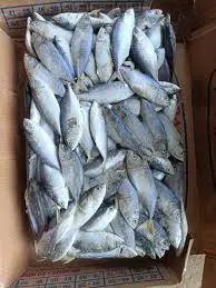 IKAN GEMBUNG banyar