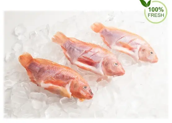 DFROZEN IKAN NILA
