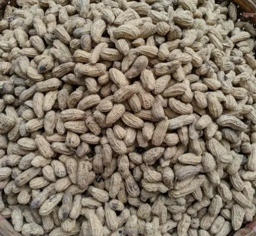 KACANG KULIT BUNGKUS